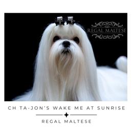 Sunny Bee - Maltese