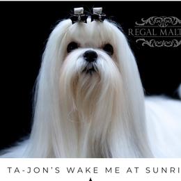 Sunny Bee - Maltese