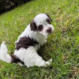 Spitzy - White male Havanese puppy in Brisbane, California from Natalie’s Havanese