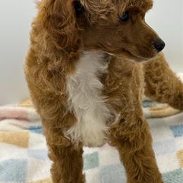Peep - Red  female Poodle puppy in Wheatland, California from Sapphire Ridge Poodles