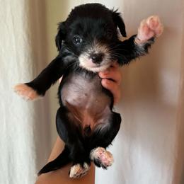 DaoDog Olga One and Only - Black and white female Chinese Crested puppy in Highland Park, Michigan from Family Kennel Dao Dog