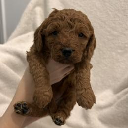 Purple collar - Red  female Goldendoodle puppy in North Carolina from Lynes of Doodles