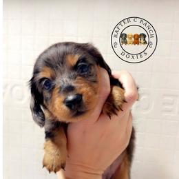 MDF Dapple LH - Dapple female Dachshund puppy in Carthage, Texas from Rafter C Ranch Doxies