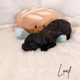 Loaf - Sable male Poodle puppy in Kula, Hawaii from Toy Poodle & Maltipoo Maui