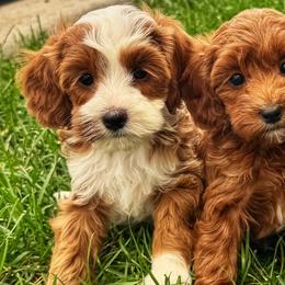 Dorothy - Red  female Goldendoodle puppy in Bountiful, Utah from Red Brick Doodles