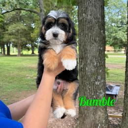 Bumble - Tri-color male Bernedoodle puppy in Mount Vernon, Missouri from PoodlelyDoodlely