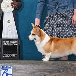 Ziggy - Pembroke Welsh Corgi