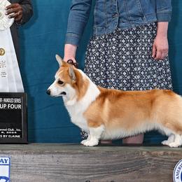 Ziggy - Pembroke Welsh Corgi