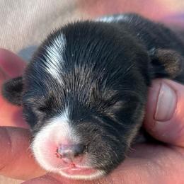 Girl - Black and tan female Pembroke Welsh Corgi puppy in Riverside, California from Four Aces Corgis