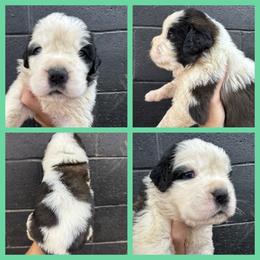Teal - Mahogany and white female Saint Bernard puppy in Ladysmith, Wisconsin from Northwoods Saint Bernards