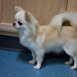 Chihuahua Puppies from Pretty Little Chis