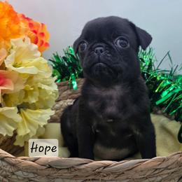Hope (Girl 3) - Black female Pug puppy in Olin, North Carolina from Piggy Pugs