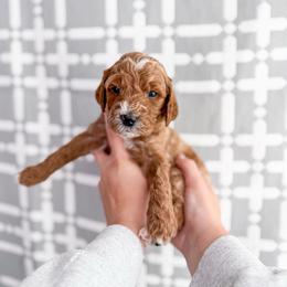 Stone - Red  male Goldendoodle puppy in Greencastle, Indiana from Willow & Co.