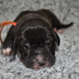 Woodford Reserve - Black and white male Great Dane puppy in Chapmansboro, Tennessee from Balthrop Bend Farms