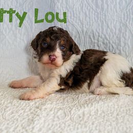 Betty Lou - Tri-color female Bernedoodle puppy in Gentry, Arkansas from WWBar Bernedoodles