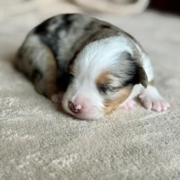 Boy 1 - male Miniature Australian Shepherd puppy in Austin, Texas from Dripping Springs Mini Aussies