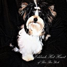 Yorkshire Terrier Puppies from Sweet Creations Yorkies