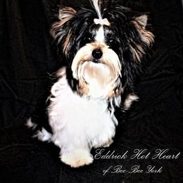 Yorkshire Terrier Puppies from Sweet Creations Yorkies