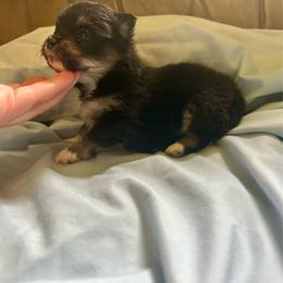 Pringle - Tri-colored male Pomeranian puppy in Clinton, Tennessee from Liza’s Aussies & Poms