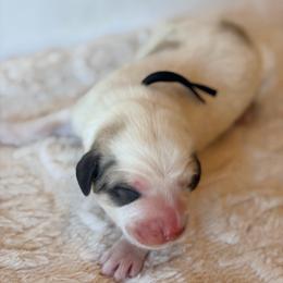 Bushel - Black - White and badger male Great Pyrenees puppy in San Marcos, California from Faith Family Freedom Farm