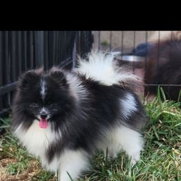 Luke From Russia AKC - Black parti male Pomeranian puppy in North Naples, Florida from Moon Ranch Puppies