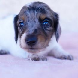 Bullseye - Black and tan male Dachshund puppy in Apple Valley, California from Socaldoxies