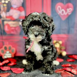 Toothless - Parti male Goldendoodle puppy in Haltom City, Texas from Ohana Doodles