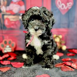 Toothless - Parti male Goldendoodle puppy in Haltom City, Texas from Ohana Doodles