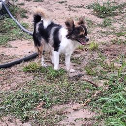 Julieta - Chihuahua
