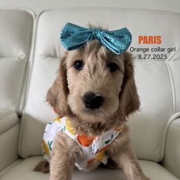 Paris - Apricot female Goldendoodle puppy in Lakeland, Florida from The Puppy Chateau