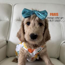 Paris - Apricot female Goldendoodle puppy in Lakeland, Florida from The Puppy Chateau