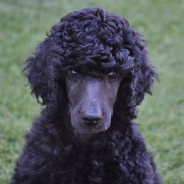 Poodle Puppies from Cabernet Standard Poodles