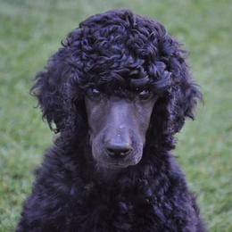 Poodle Puppies from Cabernet Standard Poodles
