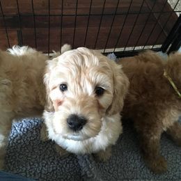Labradoodle Puppies from Auburn Sky Labradoodles
