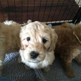 Labradoodle Puppies from Auburn Sky Labradoodles