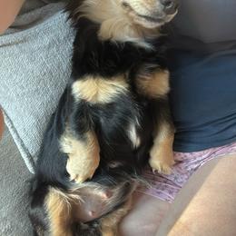 Dachshunds from Kelsey Delavergne