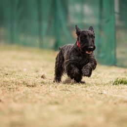 Prissy - Scottish Terrier