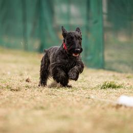 Prissy - Scottish Terrier