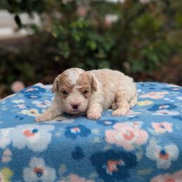 Bruno - Blenheim male Cavapoo puppy in Mc Ewen, Tennessee from Spencer's "lil" Cavapoos & Bernedoodles