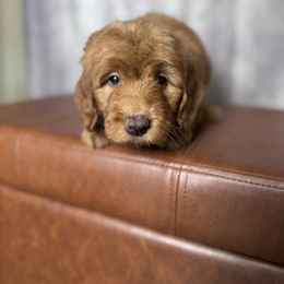 Gray collar female - Red  female Goldendoodle puppy in Piedmont, South Carolina from The Farm at Saluda Ridge