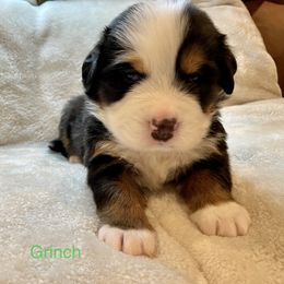 Bernese Mountain Dog Puppies from Willow Tree Berners