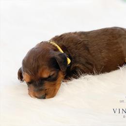 Bernedoodle and Goldendoodle Puppies from Vineyard Doodles