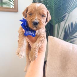 Fuji - Red  male Goldendoodle puppy in West Haven, Utah from Split Mountain Doodles