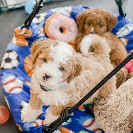 Bernedoodle, Cockapoo, and Goldendoodle Puppies from Danie’s Darling Doodles LLC