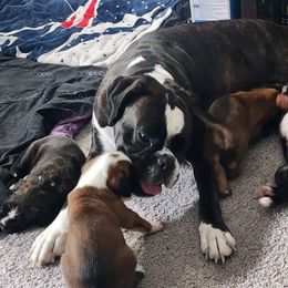 Boxer Puppies from Von Di Ludus