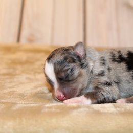 Miniature Australian Shepherd and Toy Australian Shepherd Puppies from Litton's Aussies