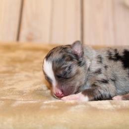 Miniature Australian Shepherd and Toy Australian Shepherd Puppies from Litton's Aussies
