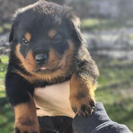 Male 2 Vom Jager Haus - Black and mahogany male Rottweiler puppy in Reynoldsburg, Ohio from Vom Jager Haus Rottweilers