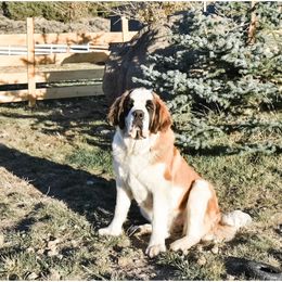 Aussiedoodle, Goldendoodle, Poodle, Saint Berdoodle, Saint Bernard, and Sheepadoodle All Grown Up from Rocky Ridge Ranch