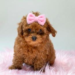 Luna - Red  female Poodle puppy in Weston, Florida from Miami Toy Poodles